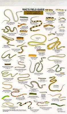 Mac's Field Guides: North American Reptiles by Macgowan, Craig