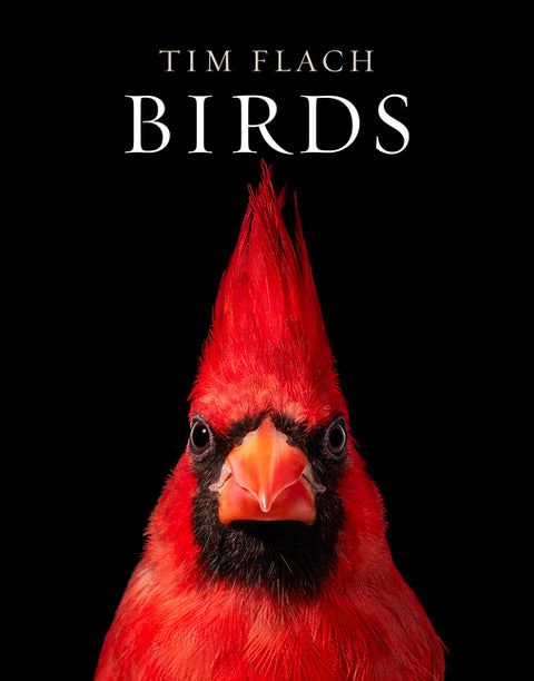 Birds: Photographs by Flach, Tim