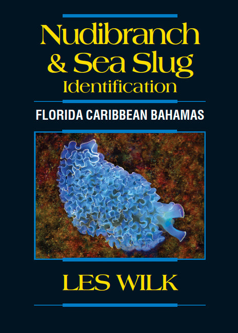 Nudibranch & Sea Slug Identification - Florida Caribbean Bahamas
