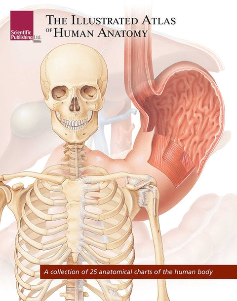 The Illustrated Atlas of Human Anatomy: A Collection of 25 Anatomical Charts of the Human Body