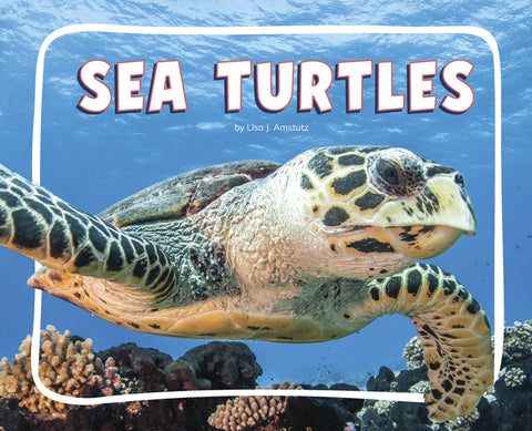 Sea Turtles