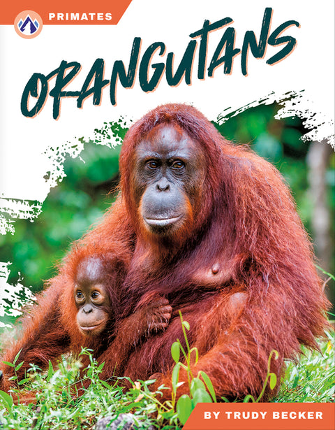 Orangutans
