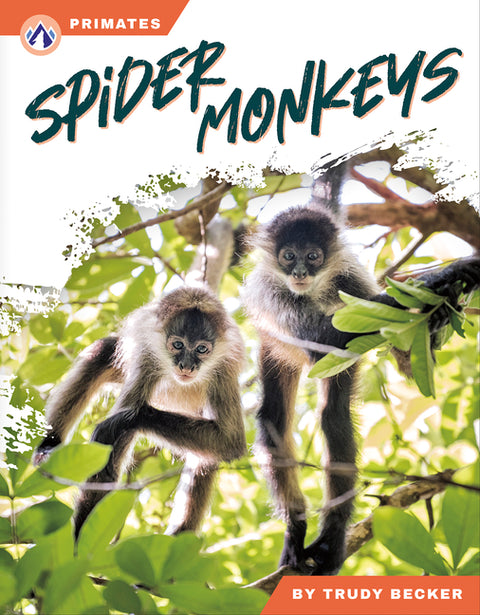 Spider Monkeys