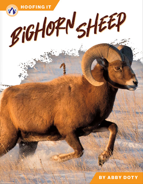 Bighorn Sheep