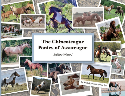 The Chincoteague Ponies of Assateague: Volume I Stallions