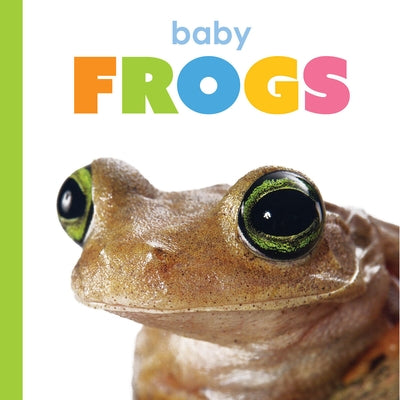 Baby Frogs by Thompson, Kim