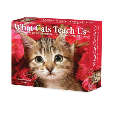 What Cats Teach Us 2026 5.4 X 6.2 Box Calendar by Willow Creek Press