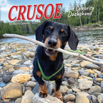 Crusoe the Celebrity Dachshund 2026 7 X 7 Mini Wall Calendar by Beauchesne, Ryan