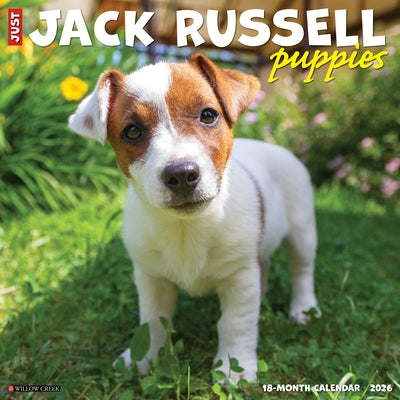 Jack Russell Puppies 2026 12 X 12 Wall Calendar by Willow Creek Press
