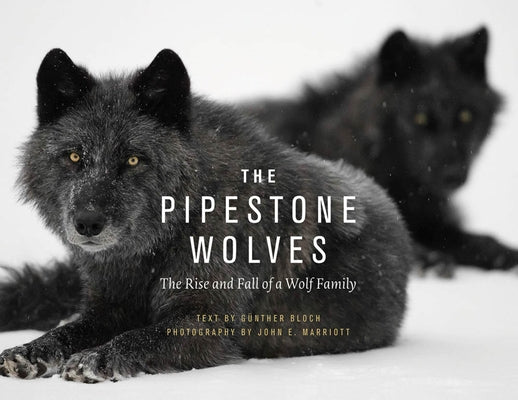 The Pipestone Wolves: The Rise and Fall of a Wolf Family by Bloch, G&#252;nther