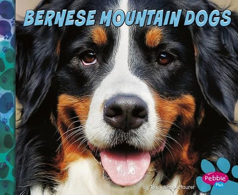 Bernese Mountain Dogs by Morey, Allan