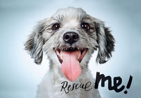 Rescue Me: Dog Adoption Portraits and Stories from New York City by Phibbs, Richard