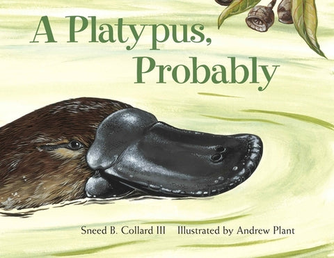 A Platypus, Probably by Collard, Sneed B.