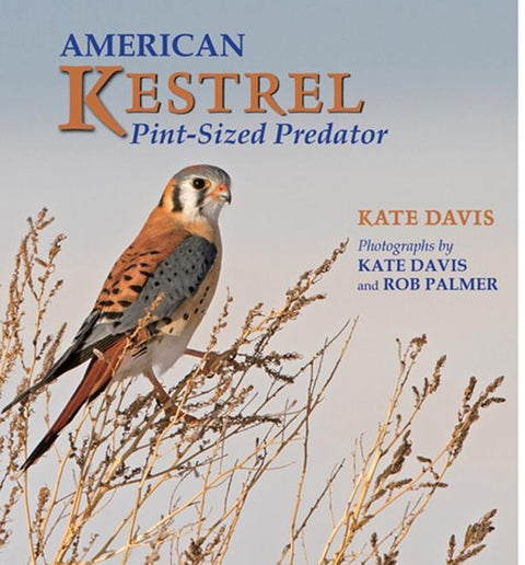 American Kestrel: Pint-Sized Predator by Davis, Kate
