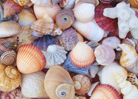 All the Shells 1000-Piece Jigsaw Puzzle by Peter Pauper Press Inc