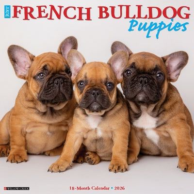 French Bulldog Puppies 2026 12 X 12 Wall Calendar by Willow Creek Press