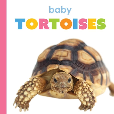 Baby Tortoises by Greve, Meg