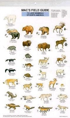 Mac's Field Guides: North American Land Mammals by Macgowan, Craig