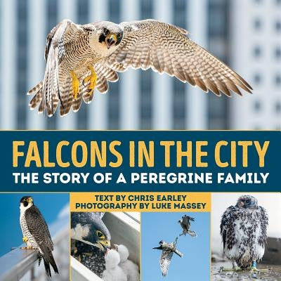 Falcons in the City: The Story of a Peregine Family by Earley, Chris