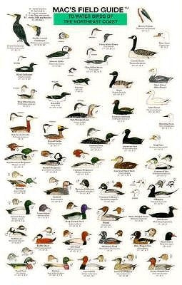 Mac's Field Guides: Northeast Coastal Water Birds by Macgowan, Craig