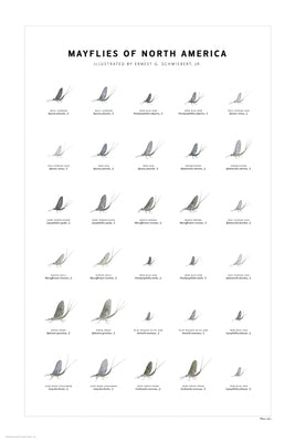 Mayflies of North America Print Set by Schwiebert, Ernest G.