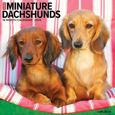 Miniature Dachshunds 2026 12 X 12 Wall Calendar by Willow Creek Press