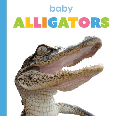 Baby Alligators by Thompson, Kim