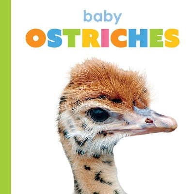 Baby Ostriches by Thompson, Kim