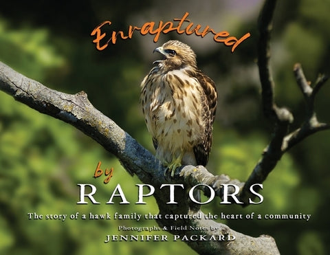 Enraptured by Raptors: The story of a hawk family that captured the heart of a community by Packard, Jennifer
