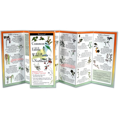 Common Edible Wild Plants of the Northeast by Brill, Steve