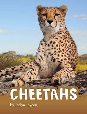 Cheetahs by Jaycox, Jaclyn