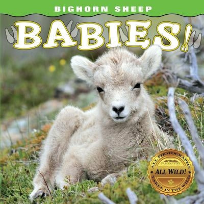 Bighorn Sheep Babies by Lehmann, Steph