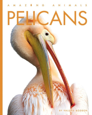 Pelicans by Bodden, Valerie