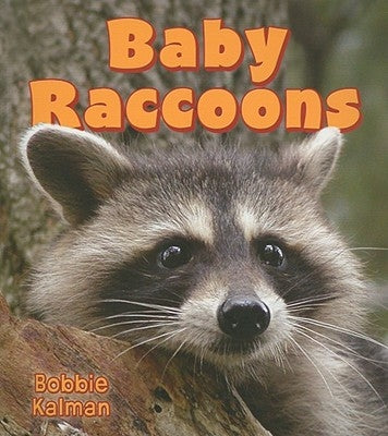 Baby Raccoons by Kalman, Bobbie